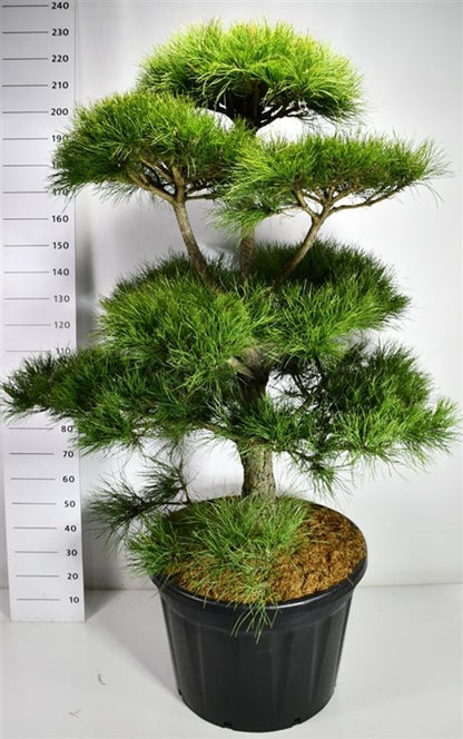 Svarttall – Pinus nigra &