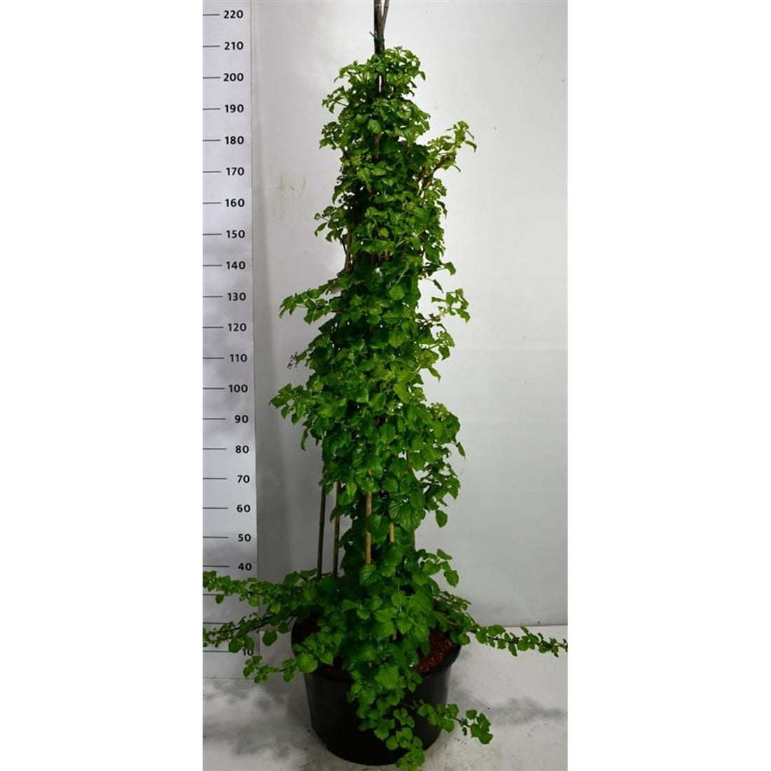 Klätterhortensia – Hydrangea petiolaris - C30 125-150 cm.