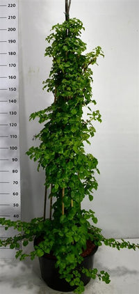 Klätterhortensia – Hydrangea petiolaris - C30 125-150 cm.