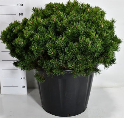 Bergtall – Pinus mugo &