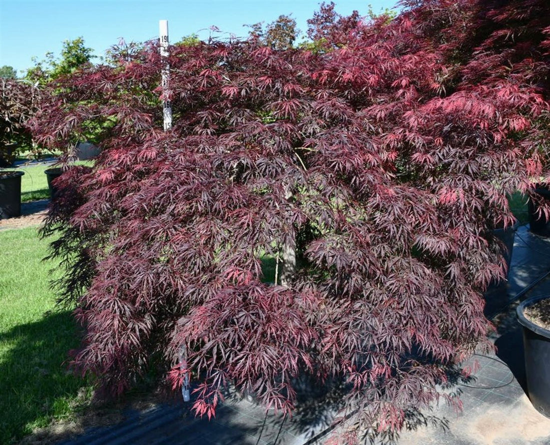 Japansk lönn – Acer palmatum &