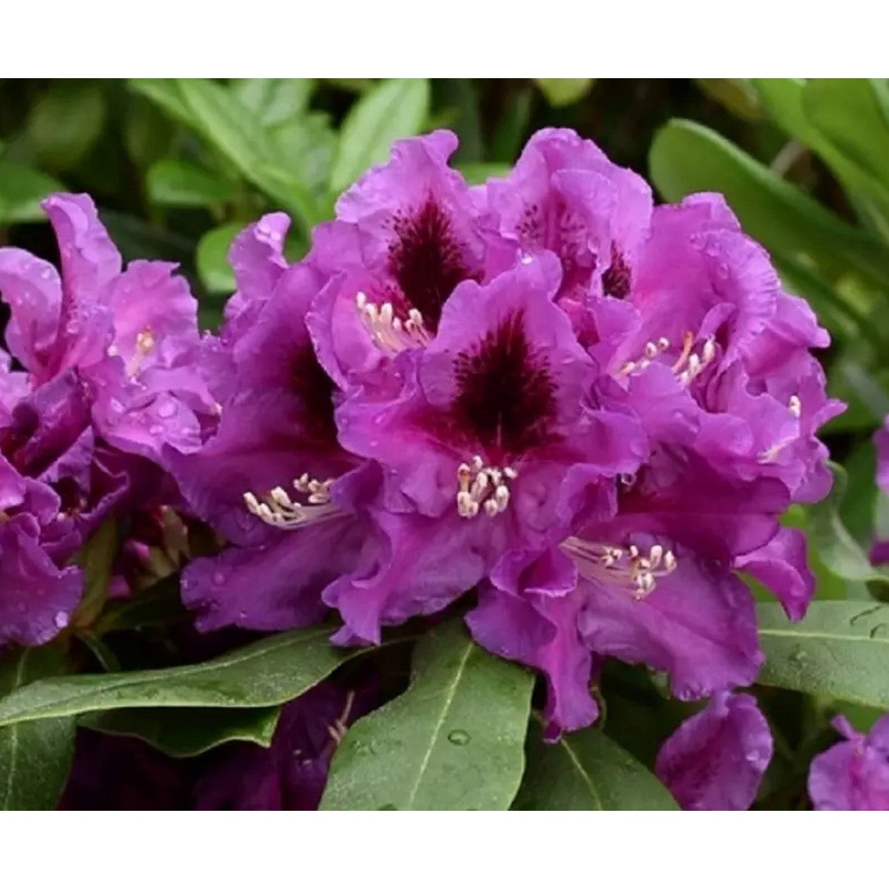 Rhododendron – Rhododendron (P); 'Rasputin' - C5 30-40 CM