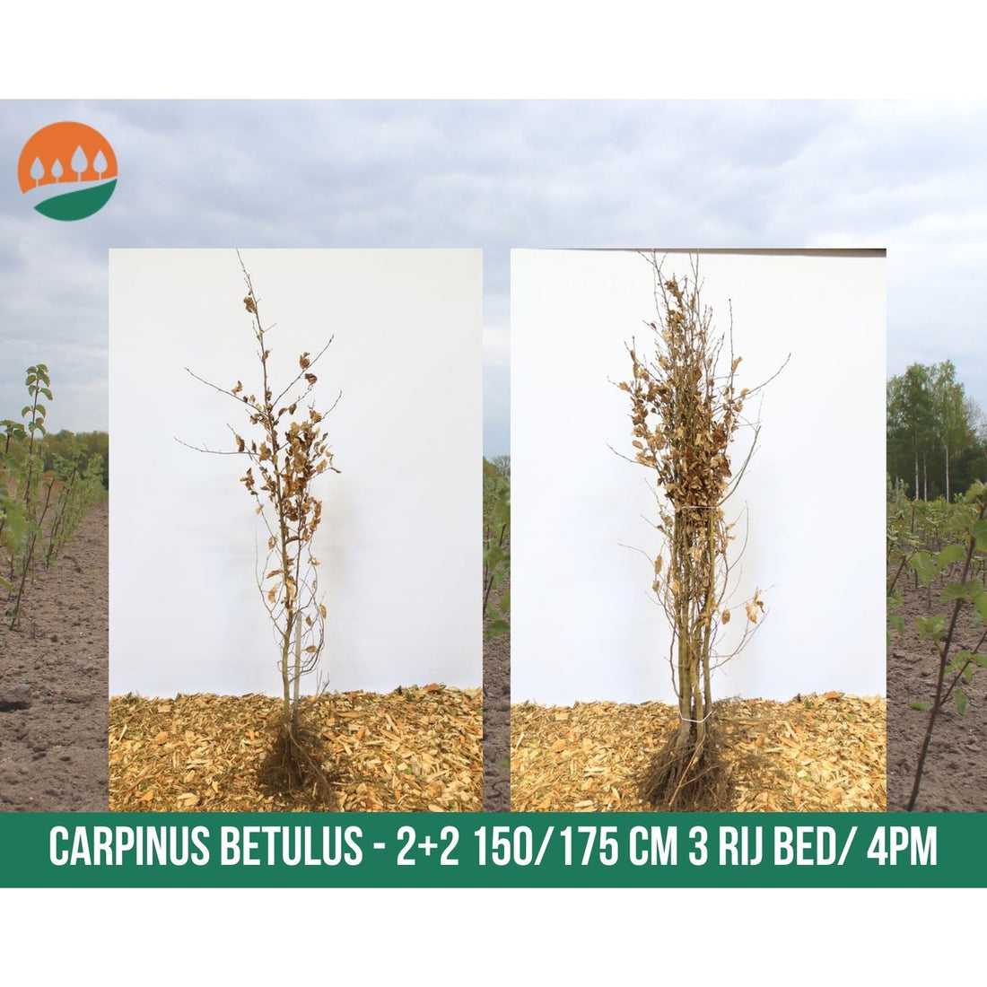 Avenbok – Carpinus betulus - 150-175 CM barrot 1/2