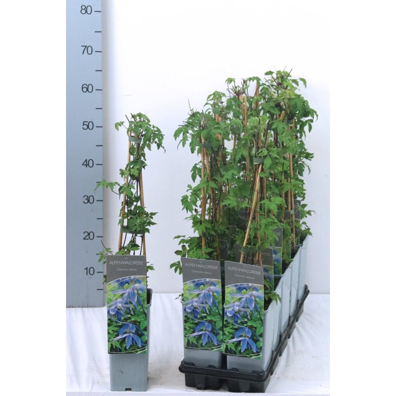 Klematis – Clematis alpina - C2 50-60 CM 3 Stick