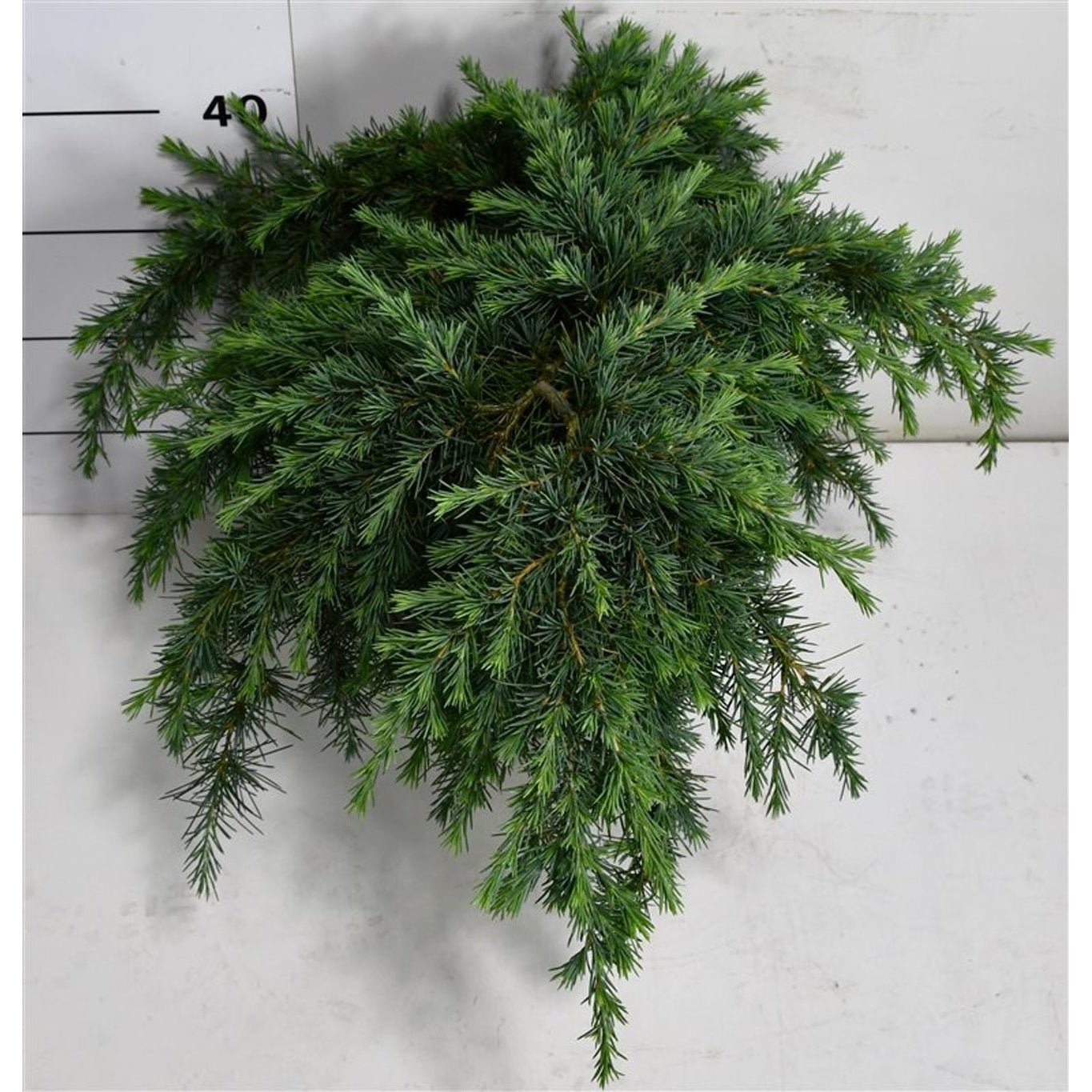 Himalayaceder – Cedrus deodara 'Feelin' Blue' - C18 40-50 cm.