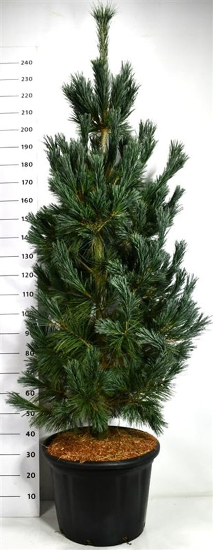 Viftall – Pinus flexilis &