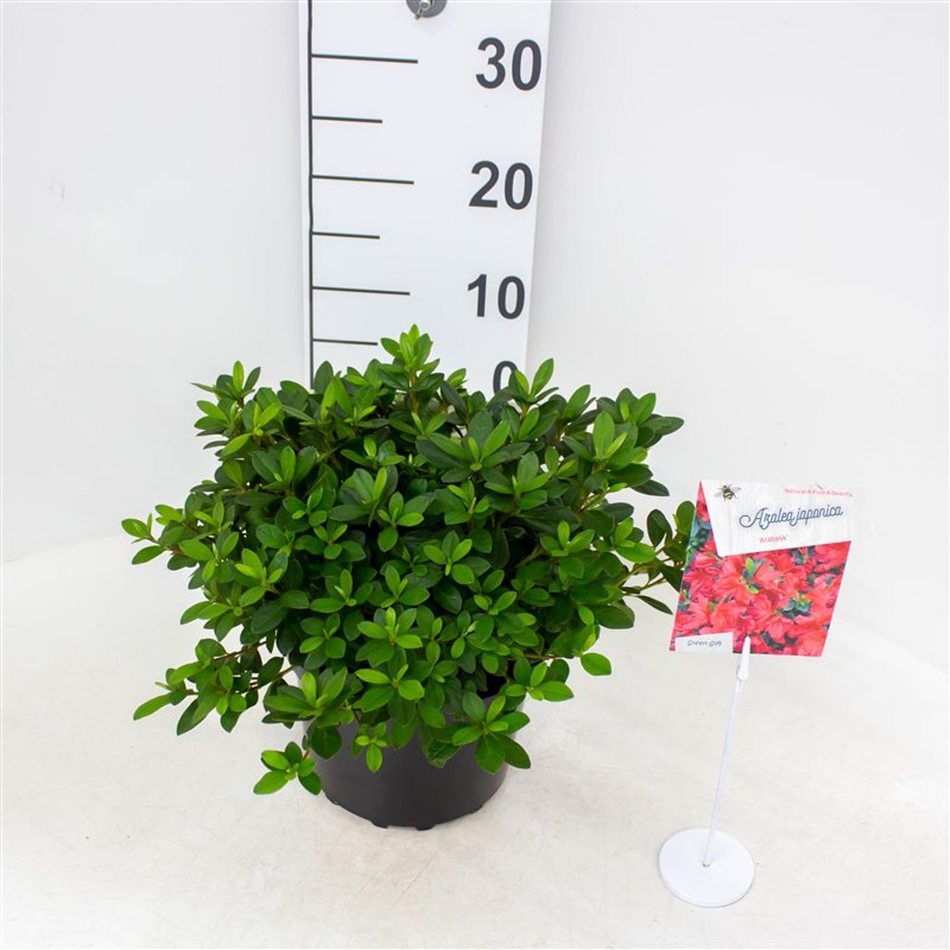 Rhododendron – Rhododendron (AJ); 'Arabesk' - C4 25-30 CM