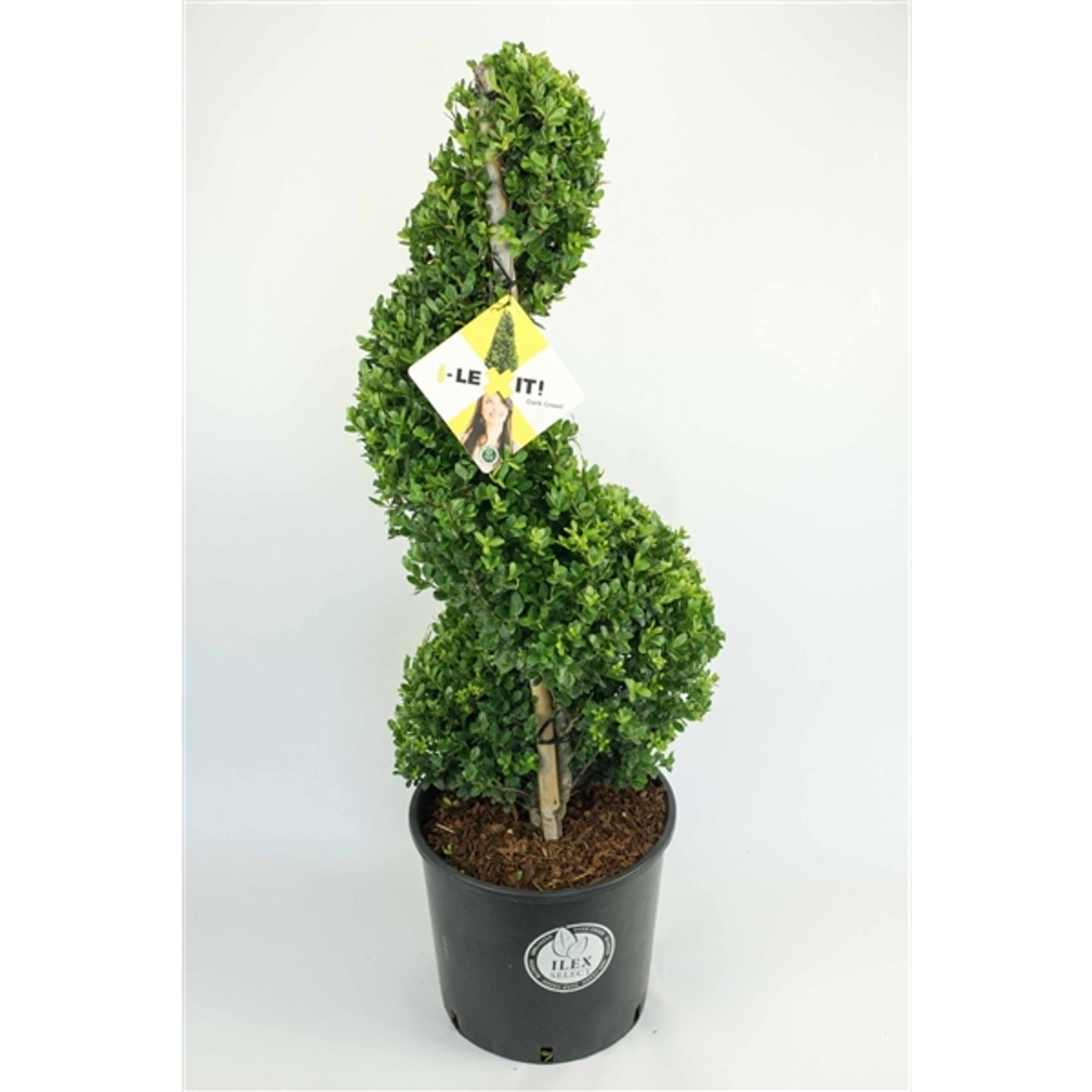 Japansk järnek – Ilex crenata 'Dark Green'® - 90-100 CM Spiral Cont.