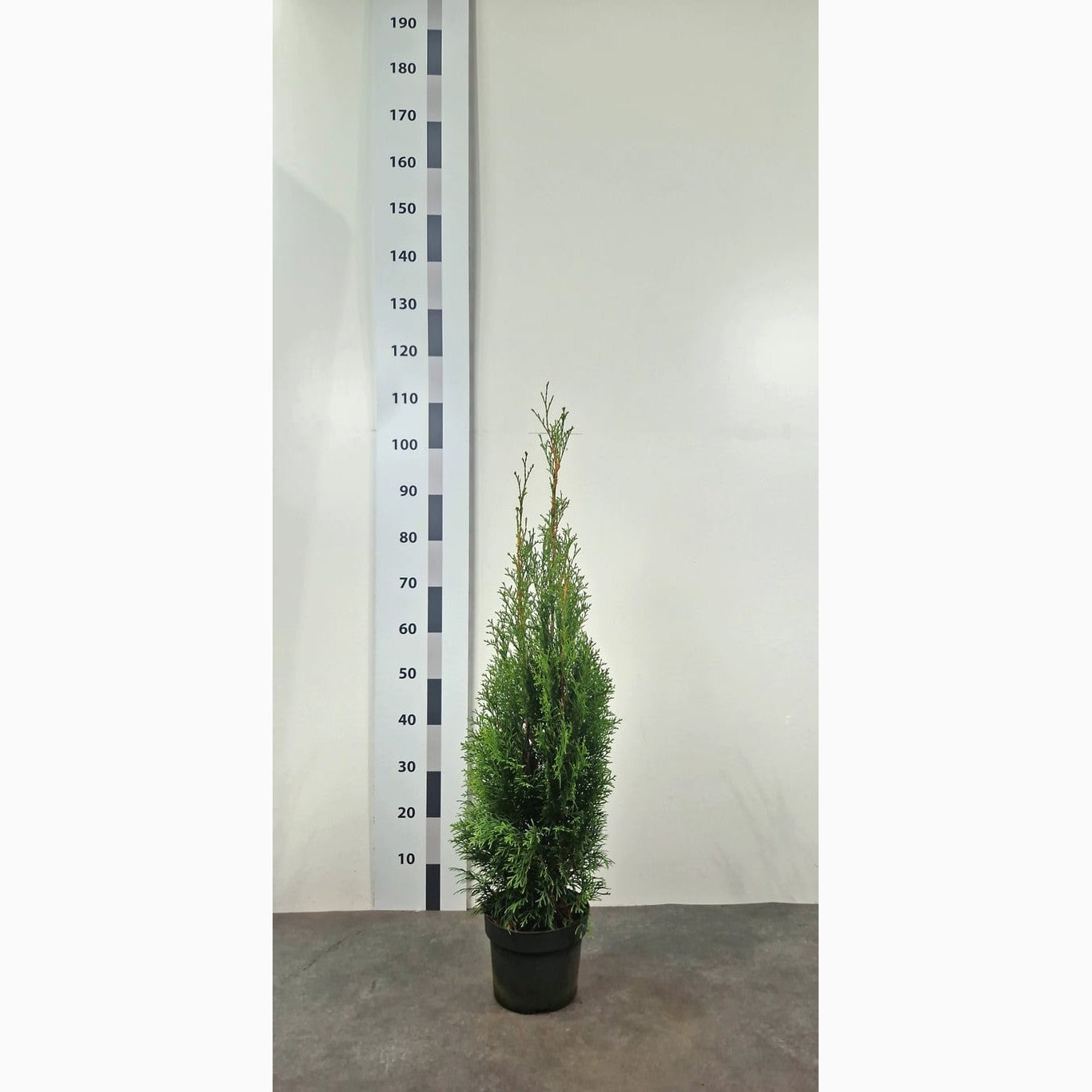 Thuja – Thuja occidentalis 'Smaragd' - C3 80-100 CM