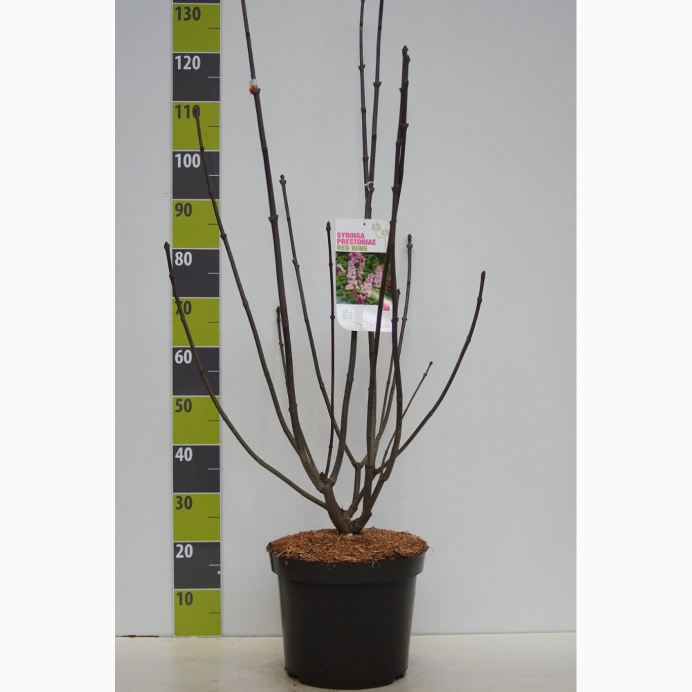 Syren (V); – Syringa vulgaris 'Redwine' - C12 80-100 CM