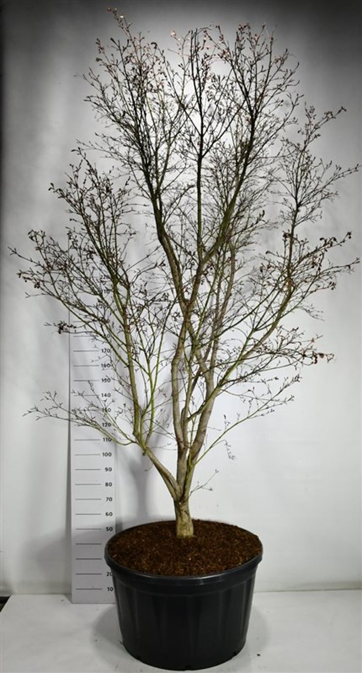 Japansk lönn – Acer palmatum &