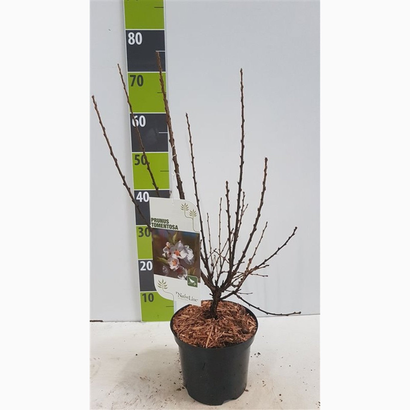 Tomentosa-körsbär – Prunus tomentosa - C3