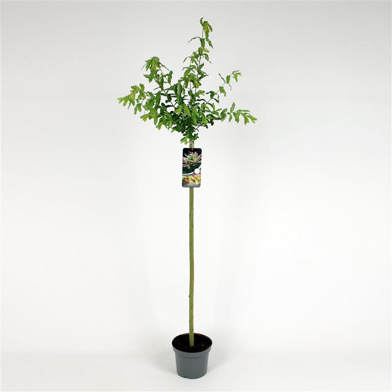 Japansk vide – Salix integra 'Hakuro-nishiki' - 100 CM Stem C4