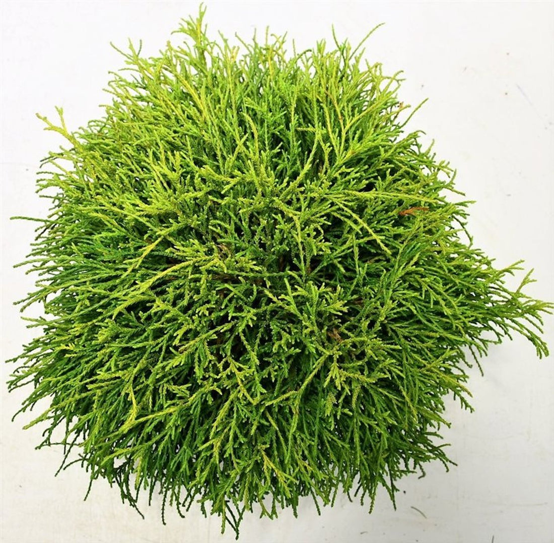 Ädelcypress – Chamaecyparis pisifera &