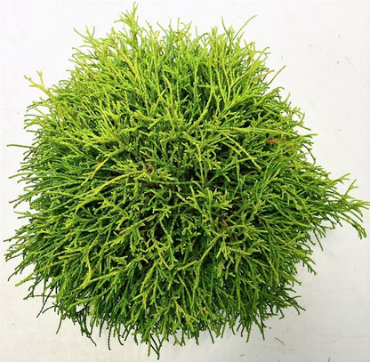Ädelcypress – Chamaecyparis pisifera &