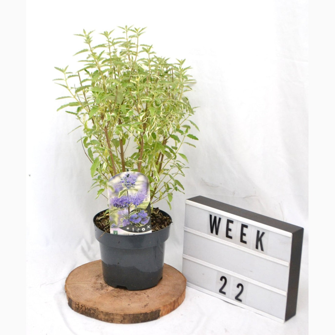 Blåspirea – Caryopteris clandonensis &