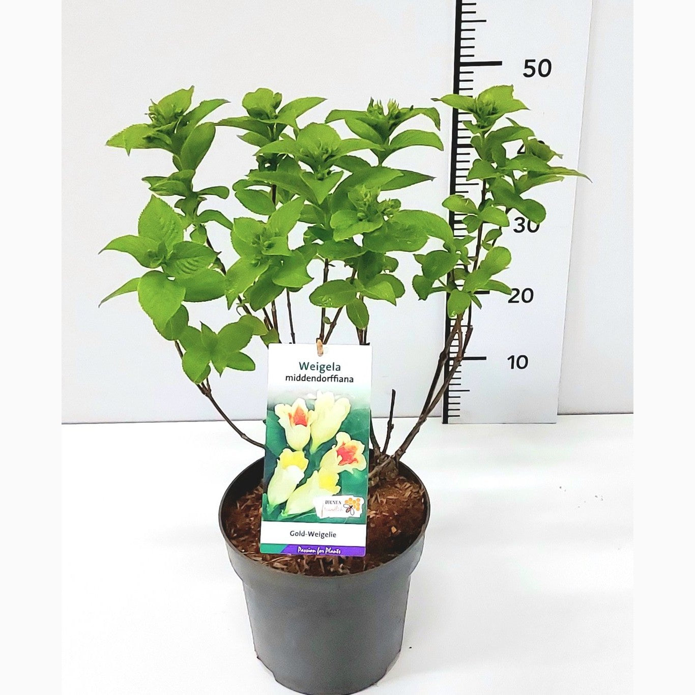 Praktweigela – Weigela middendorffiana - C5 50-60 CM