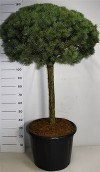 Tall – Pinus sylvestris 'Watereri' - C65 80 cm. Stam