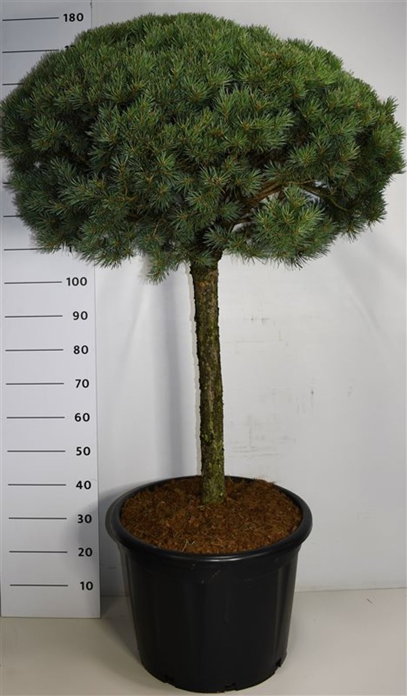 Tall – Pinus sylvestris 'Watereri' - C65 80 cm. Stam