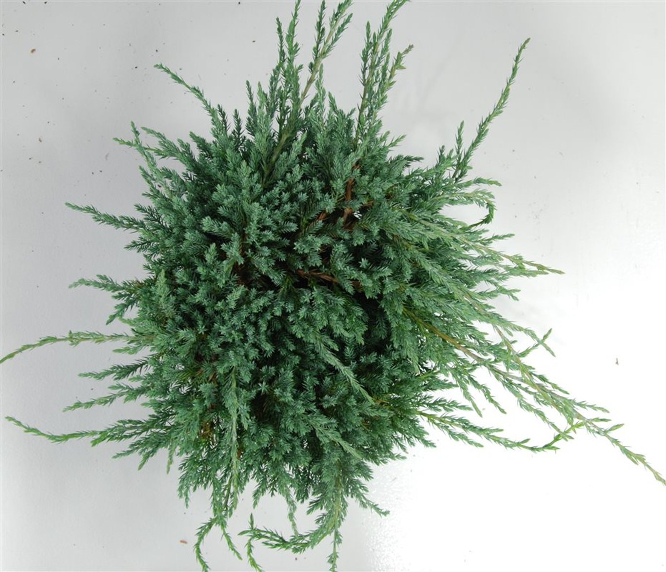 Himalaya-en – Juniperus squamata &
