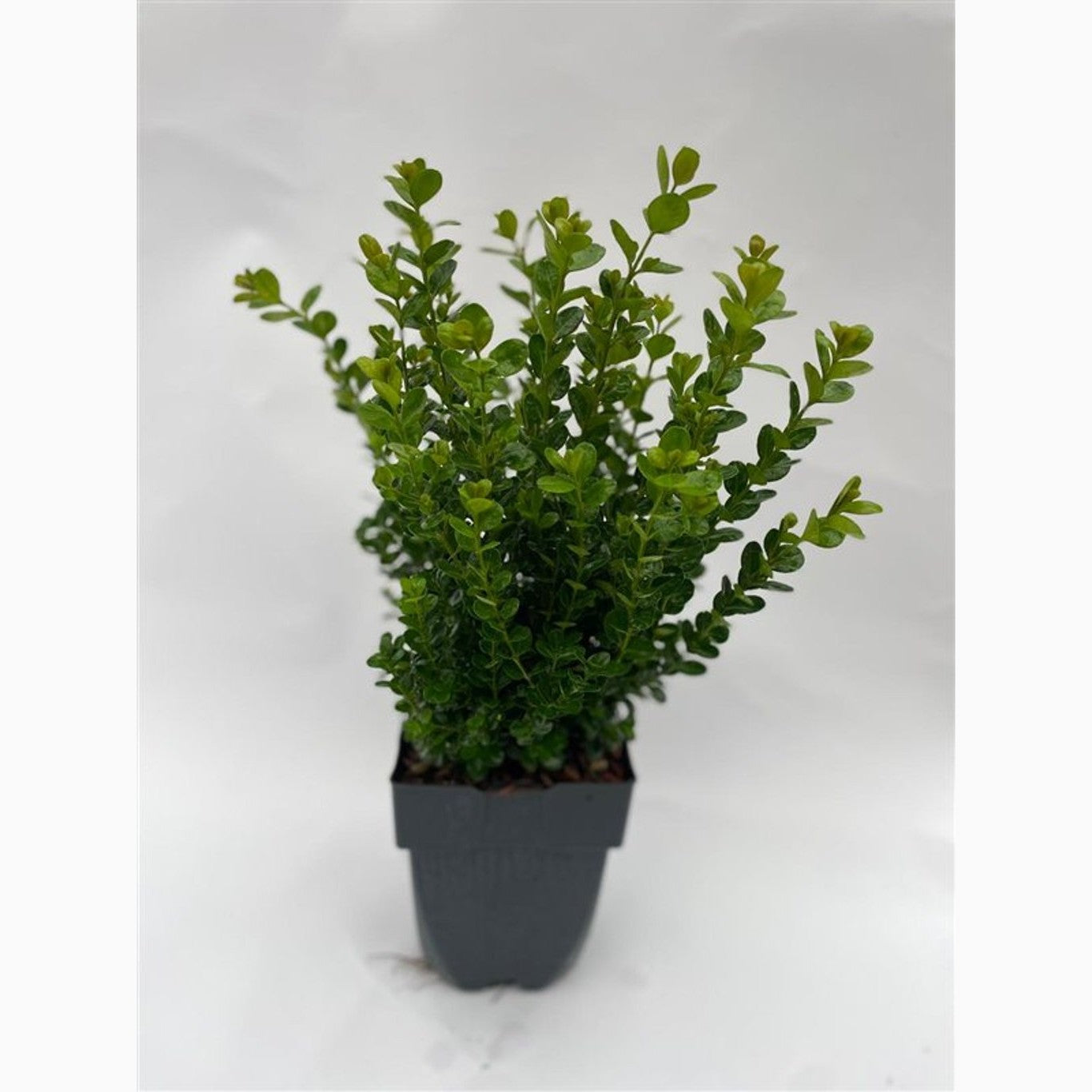 Buxbom – Buxus sem. Newgen Freedom - C2