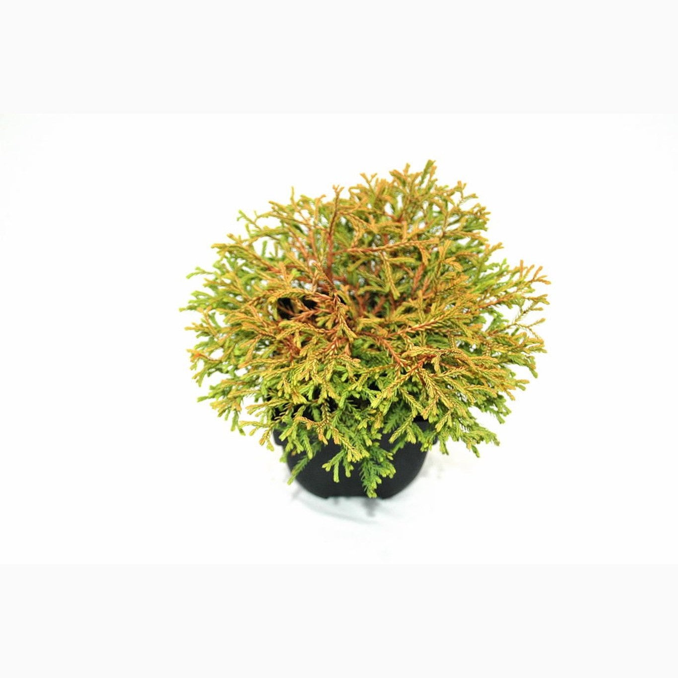 Thuja – Thuja occidentalis 'Golden Tuffet' - C2