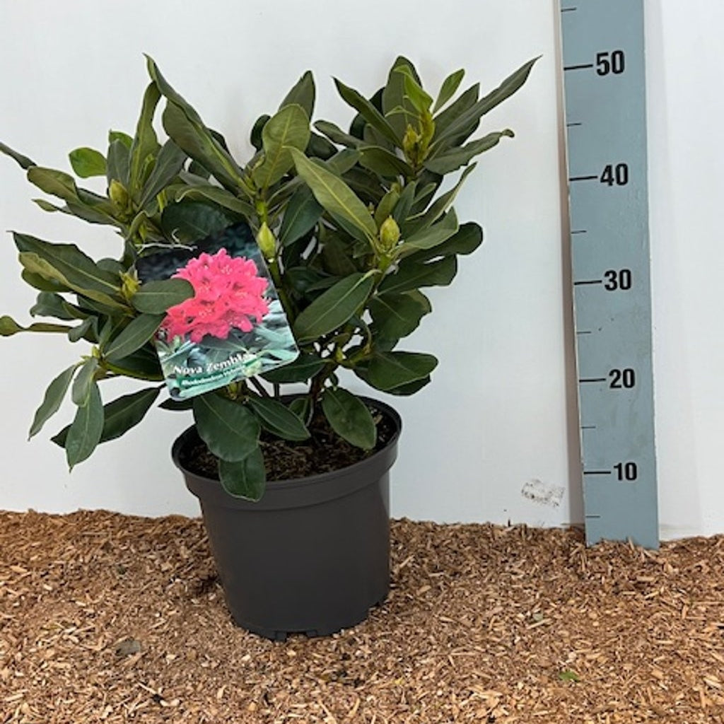 Rhododendron – Rhododendron 'Nova Zembla' - C5 40-50 CM