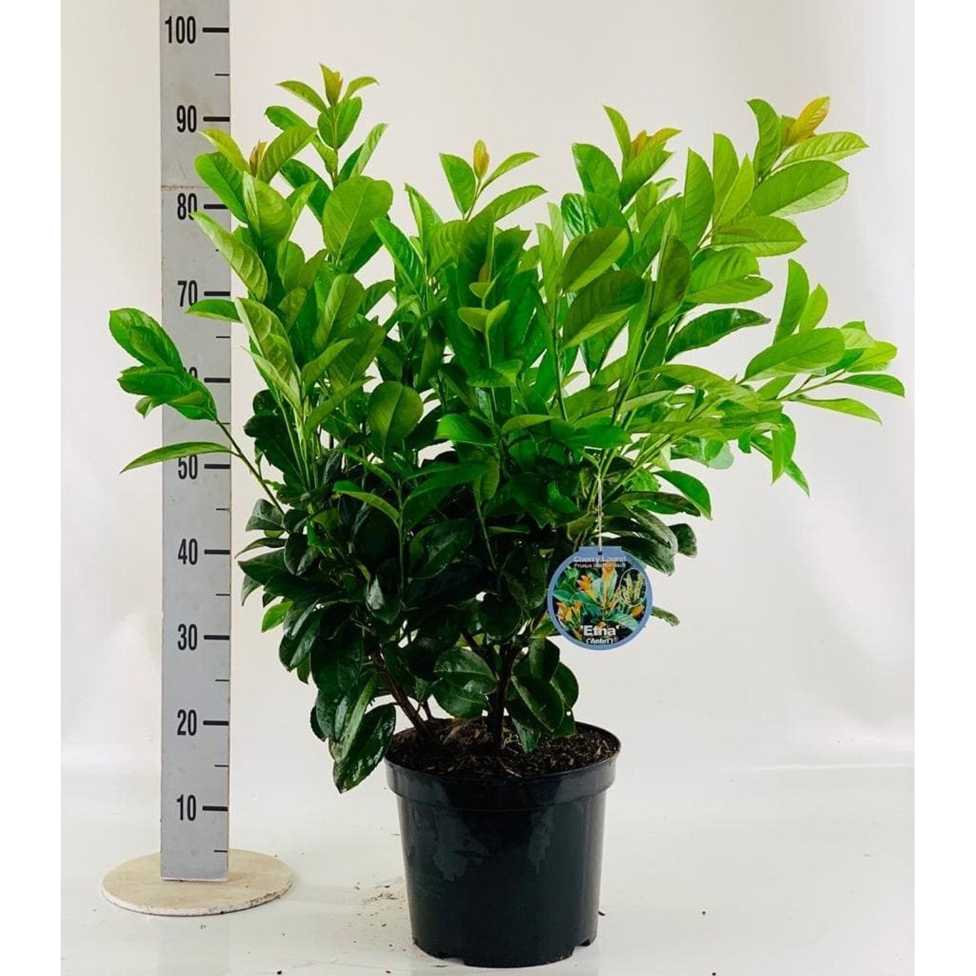 Lagerkörsbär – Prunus laurocerasus 'Etna' - C7.5 60-80 CM