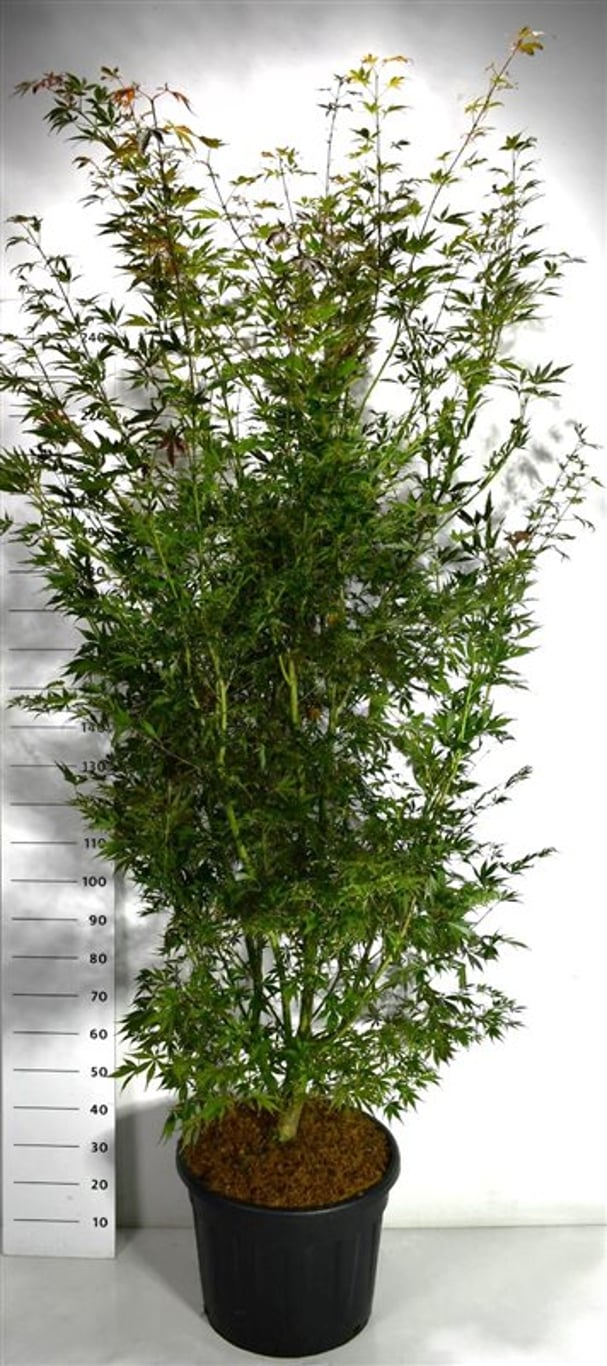 Japansk lönn – Acer palmatum &