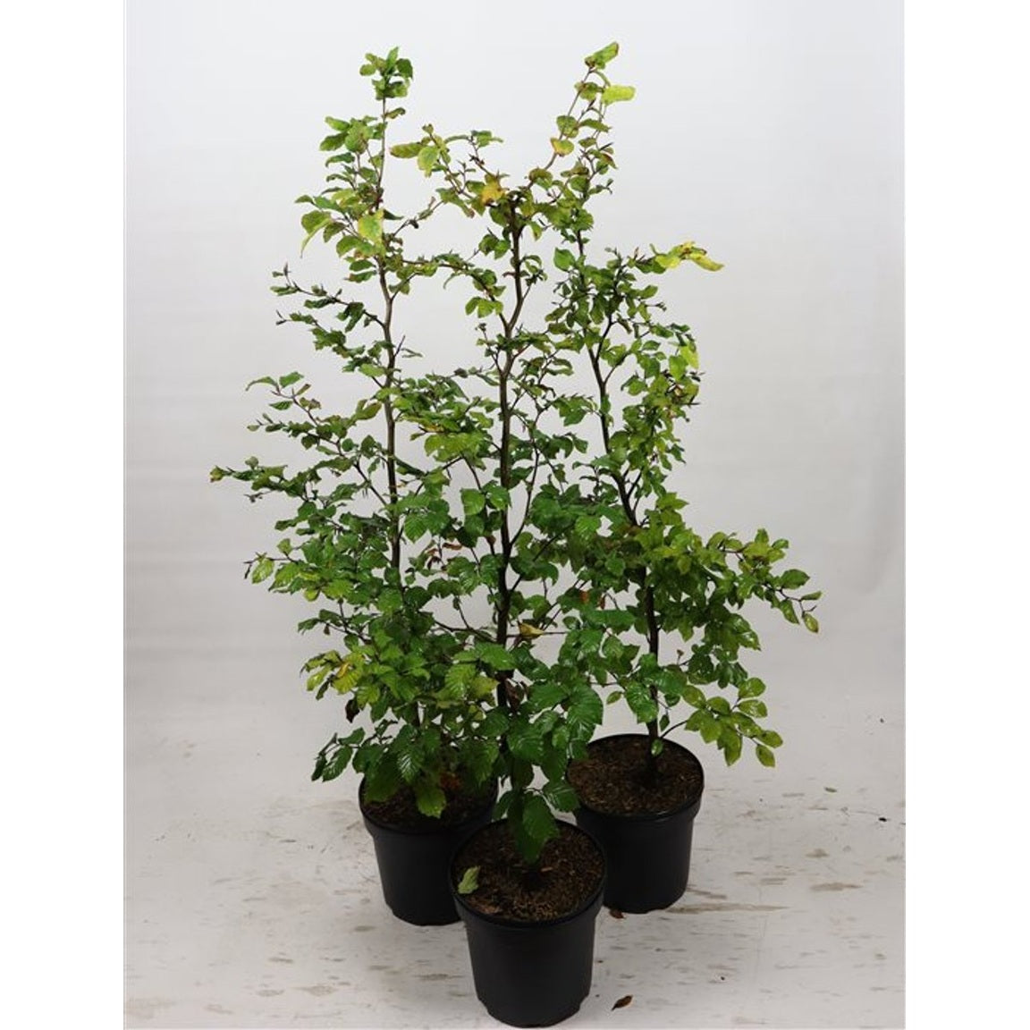 Blodbok – Fagus sylvatica - C7,5 100-125 CM