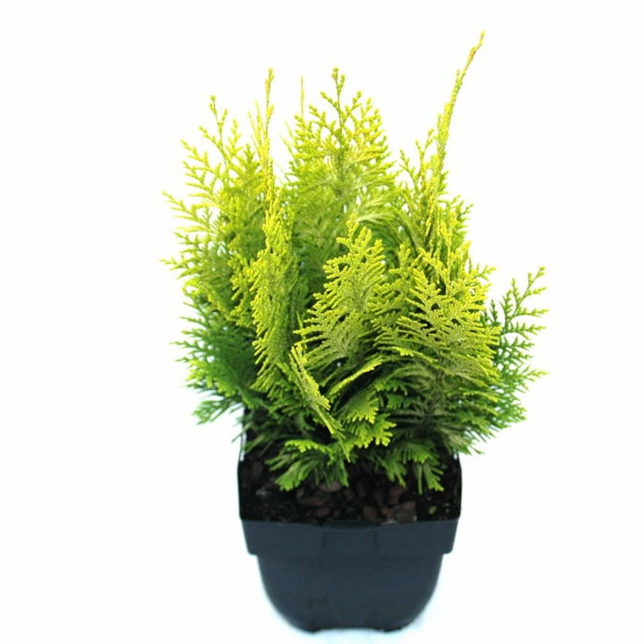 Ädelcypress – Chamaecyparis lawsoniana 'Ivonne' - C2