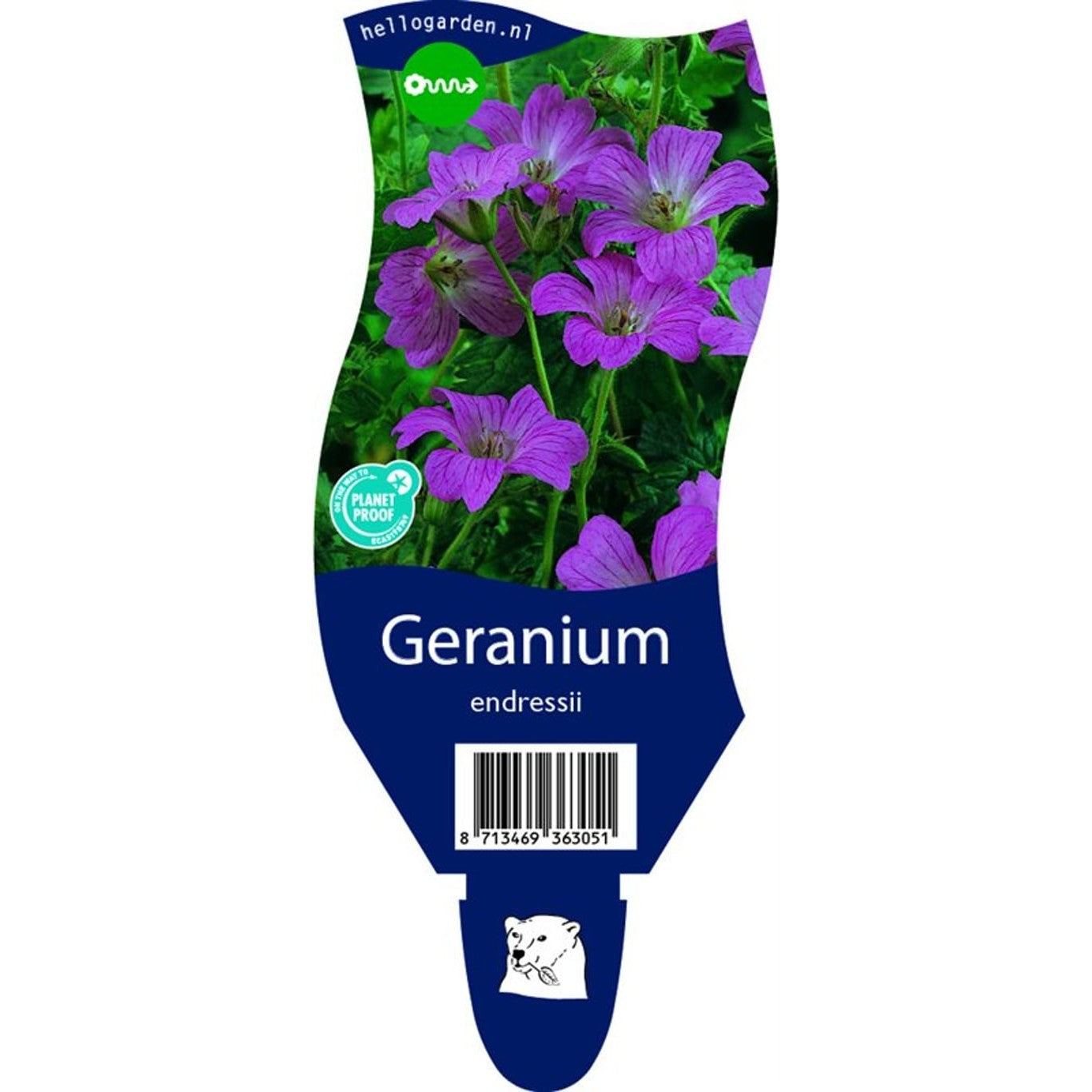 Näva – Geranium endressii - P11