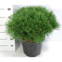 Svarttall – Pinus nigra 'Pierrick Bregeon' - C13 40-50 cm.