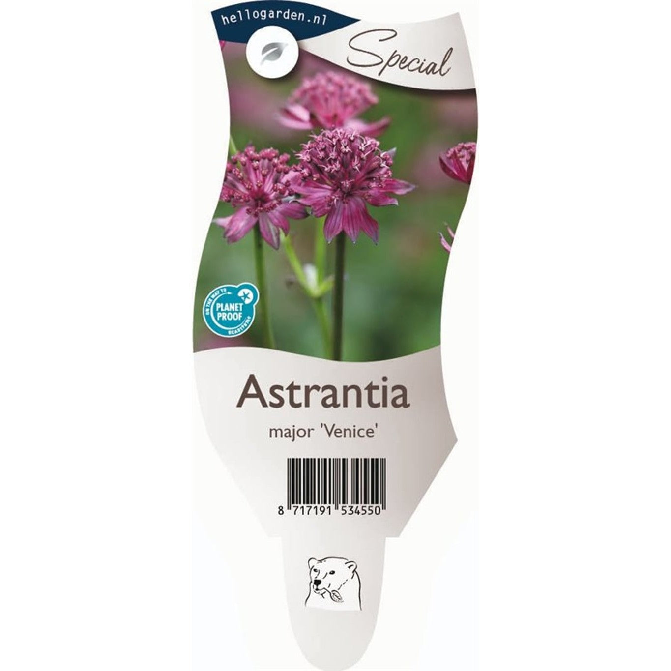 Stjärnflocka – Astrantia maj. 'Venice' - P11