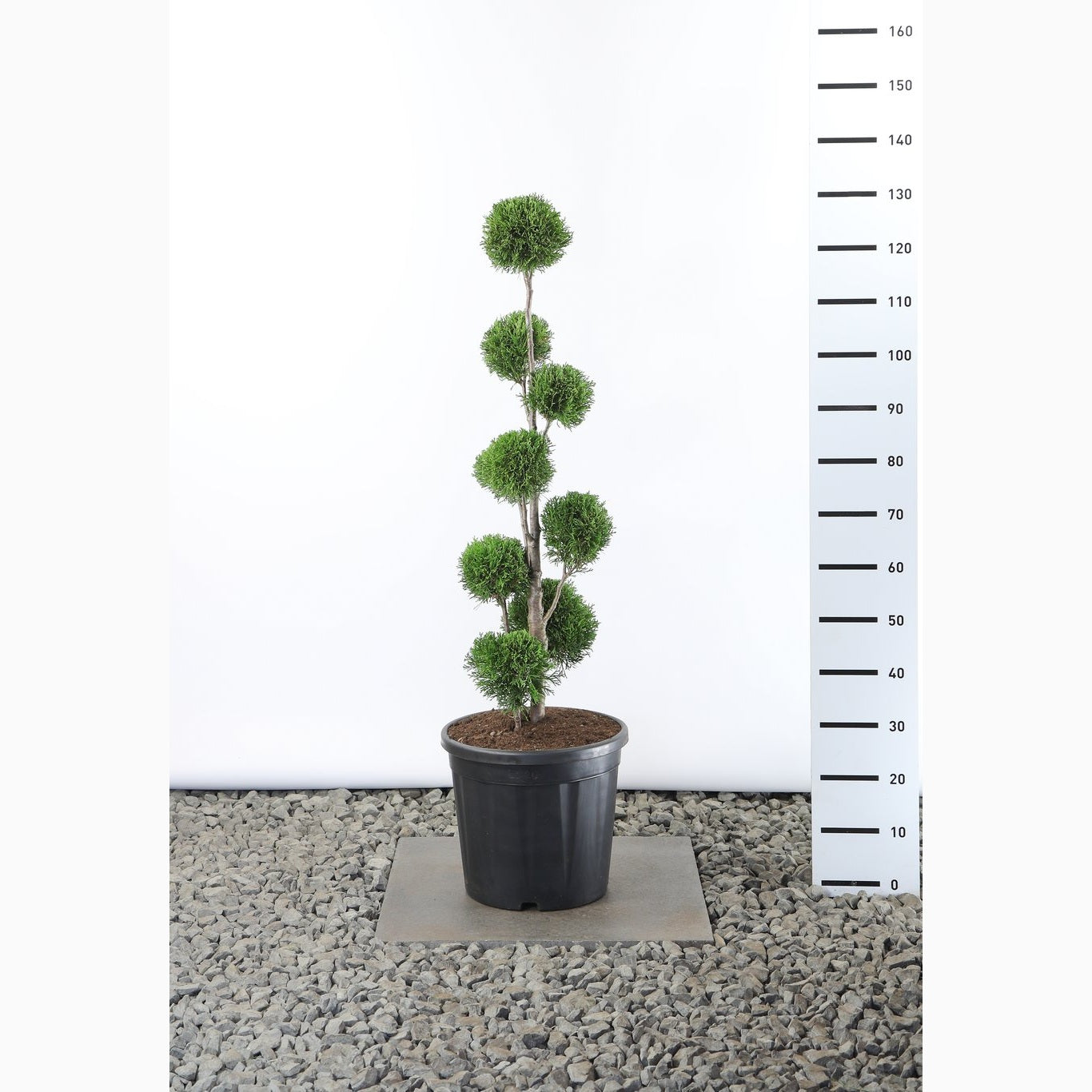 Thuja – Thuja occidentalis 'Smaragd' - 80-100 CM PonPon Cont.