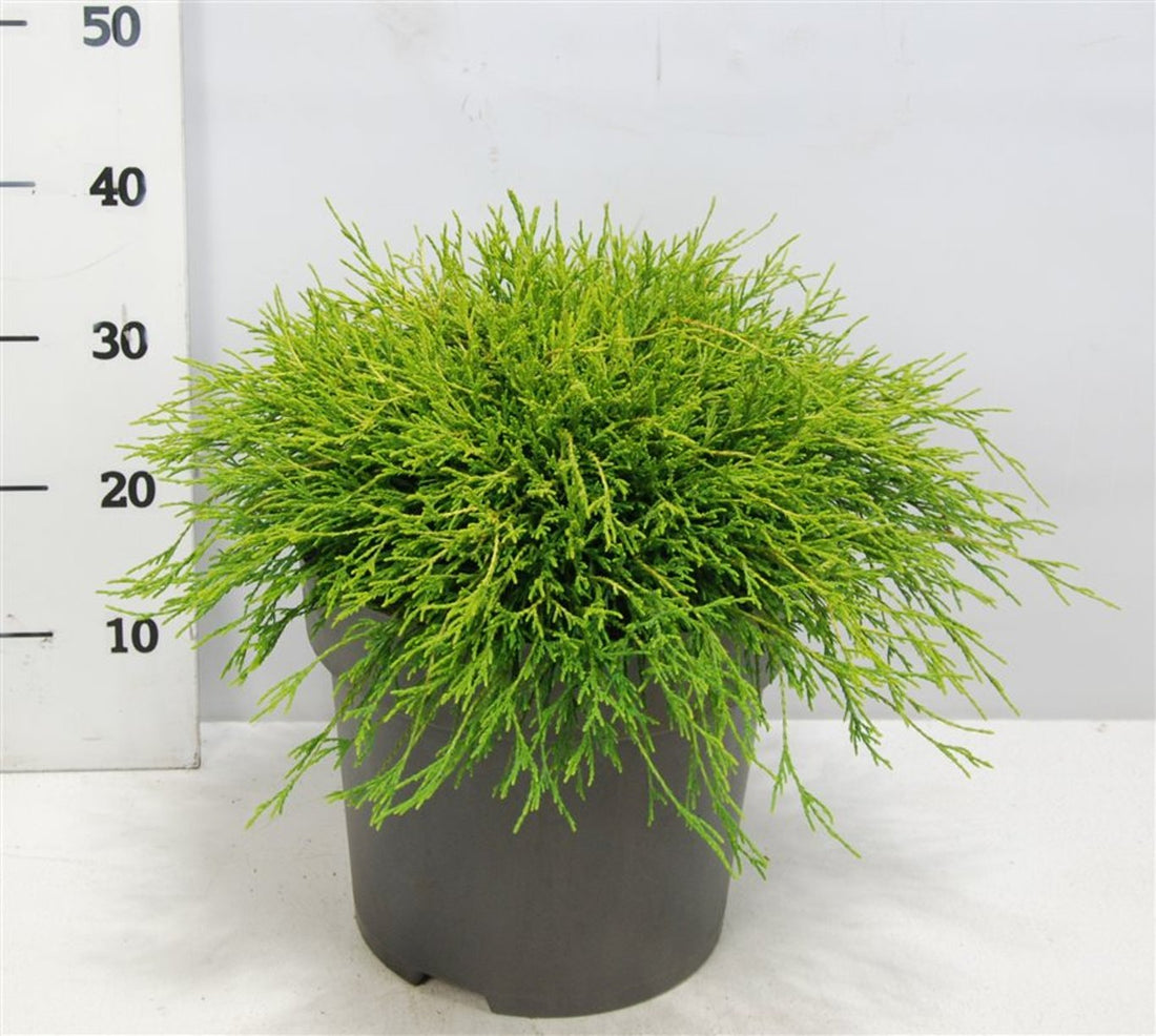 Ädelcypress – Chamaecyparis pisifera &