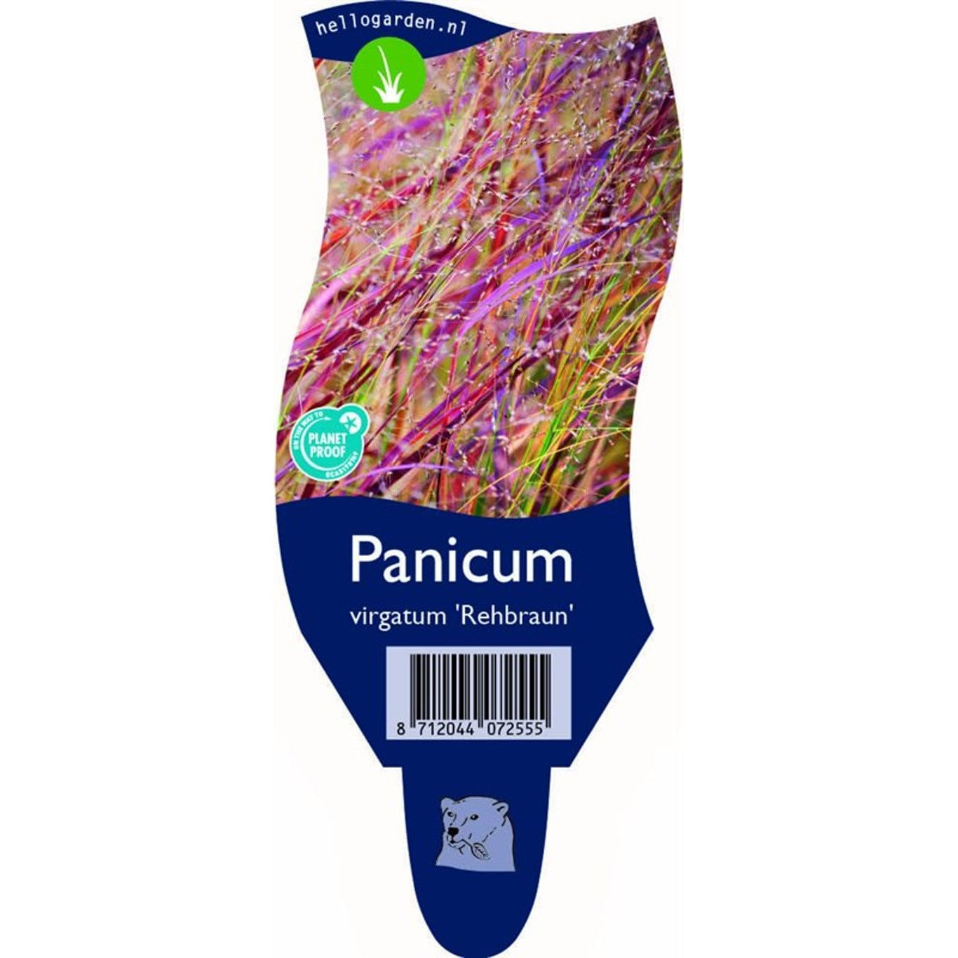 Präriestarr – Panicum virgatum 'Rehbraun' - P11