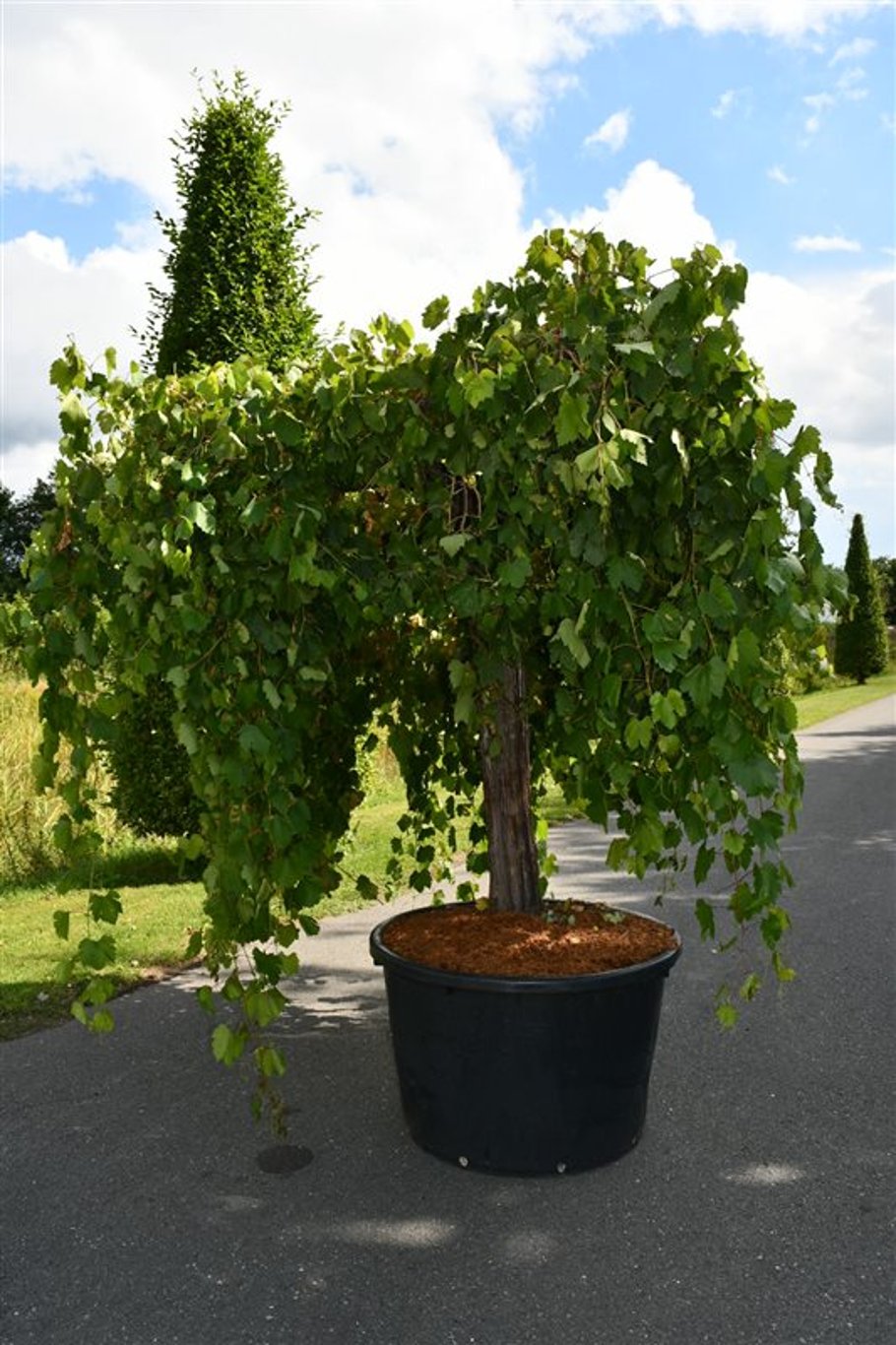 Vinranka – Vitis vinifera - C350 Oudestam