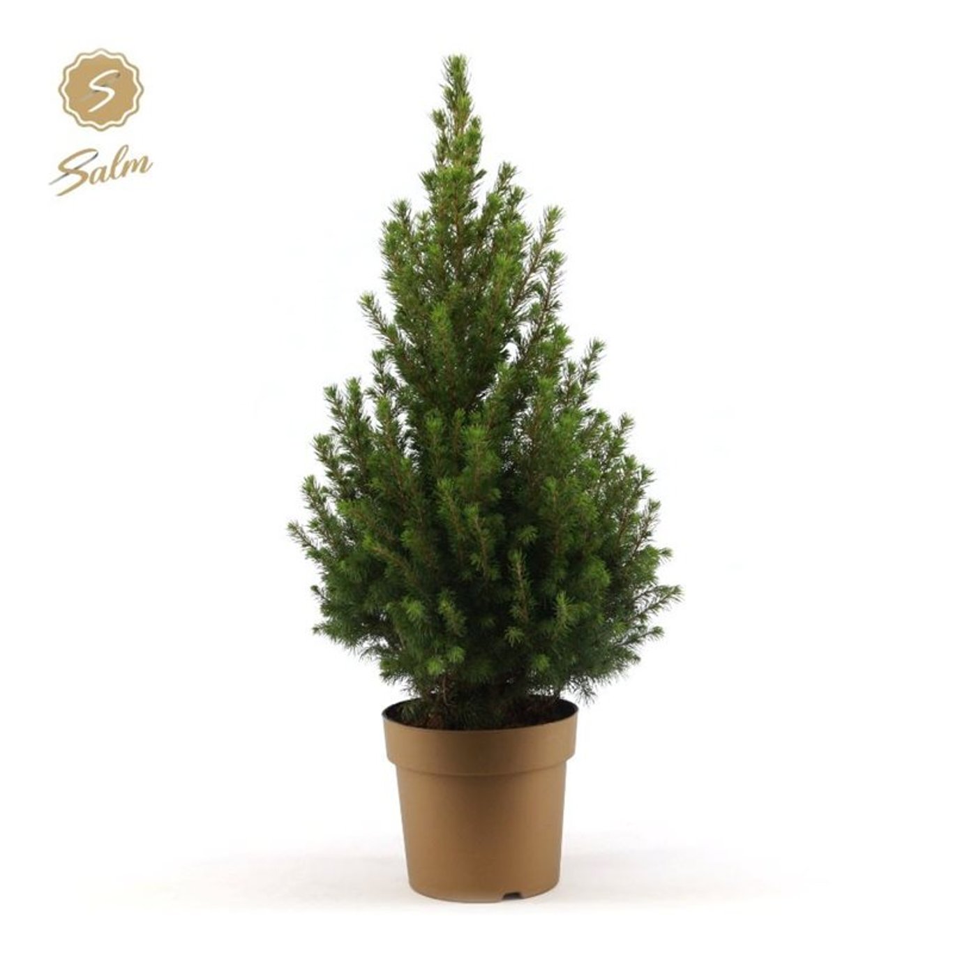 Vitgran – Picea glauca 'December' - C3 50-60 CM Gold pot