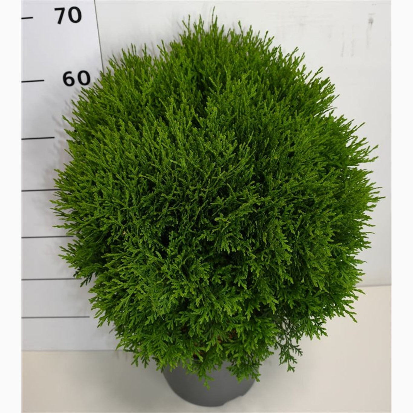 Thuja – Thuja occidentalis 'Little Giant' - C7.5 40-50 CM
