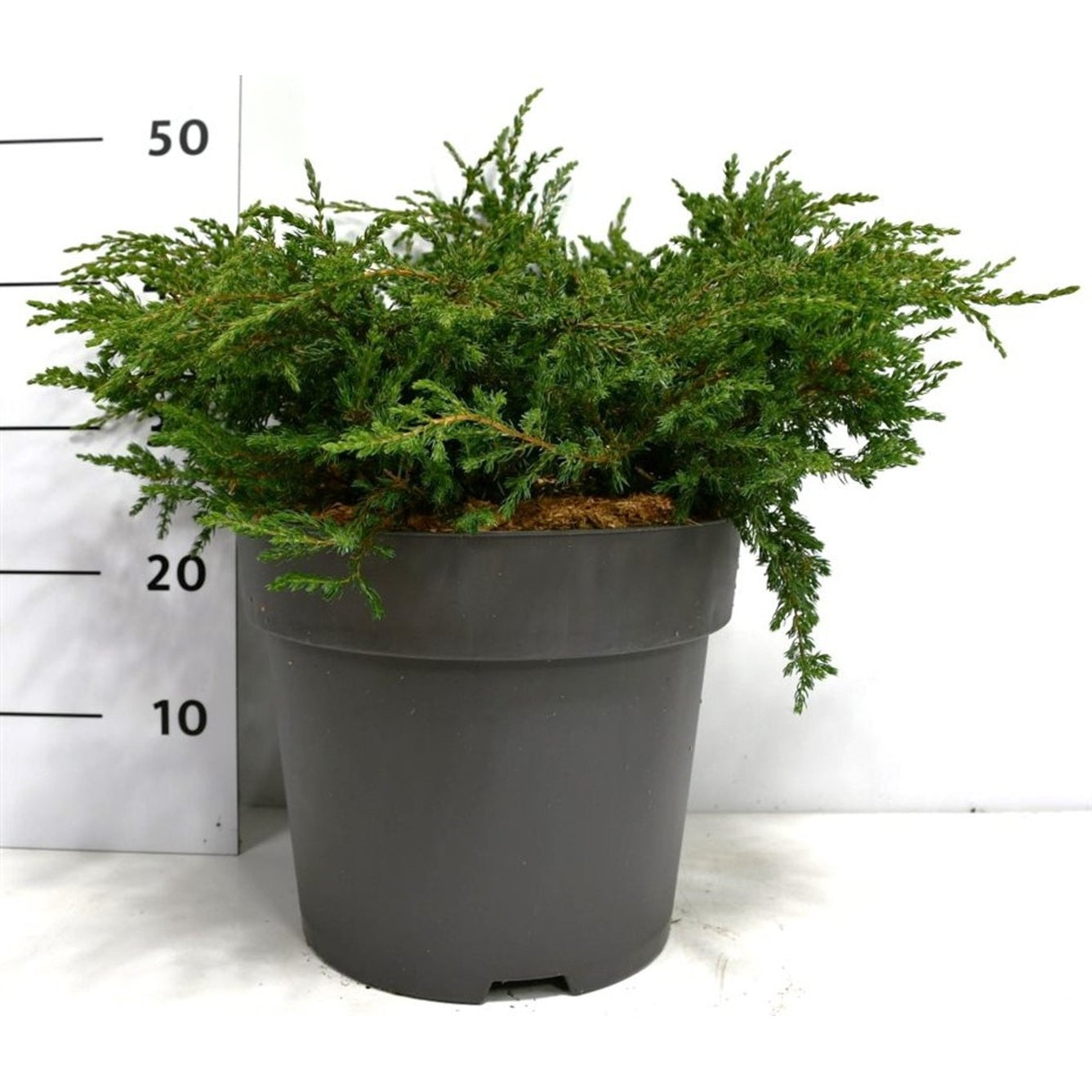 En – Juniperus communis &