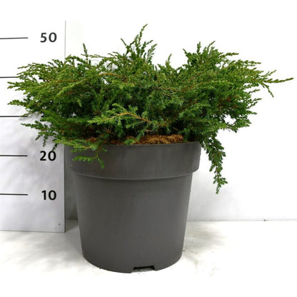 En – Juniperus communis &