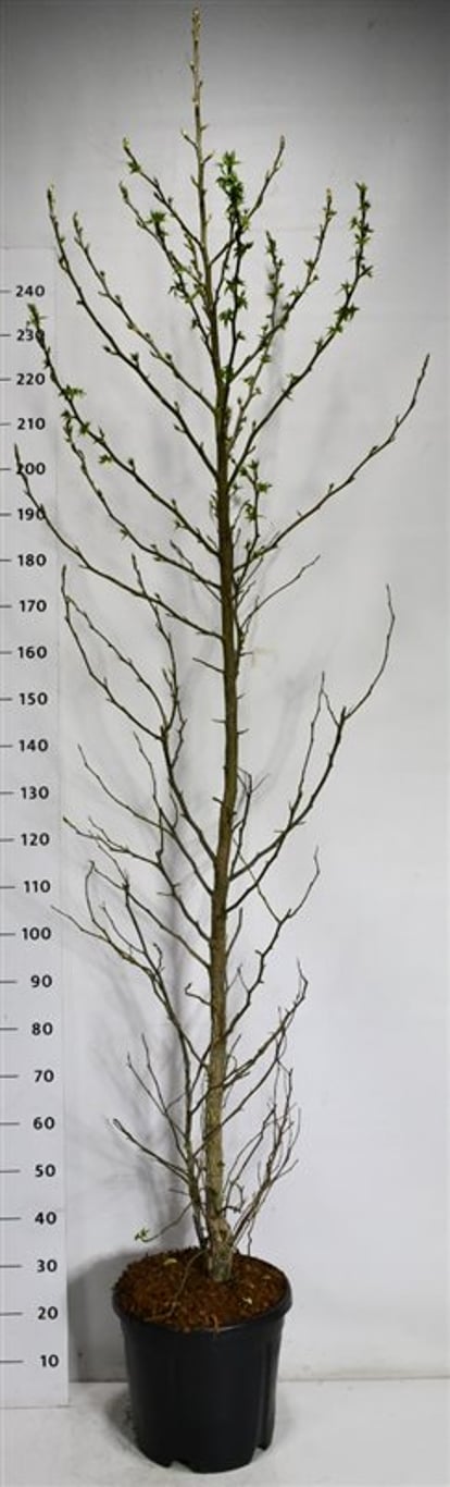 Amerikansk ambra – Liquidambar styraciflua &