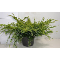 Himalaya-en – Juniperus squamata 'Holger' - C7.5 50-60 cm.