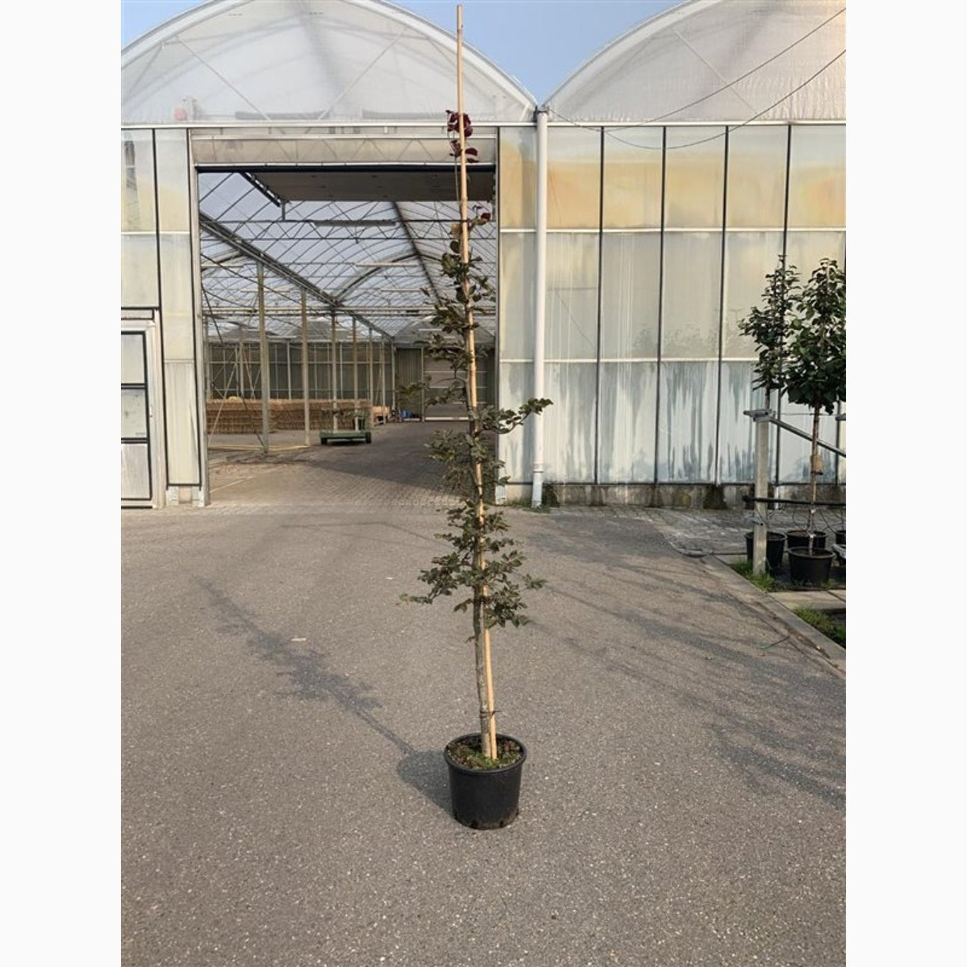 Blodbok – Fagus sylvatica 'Atropunicea' - C12 200-250 CM Feathered