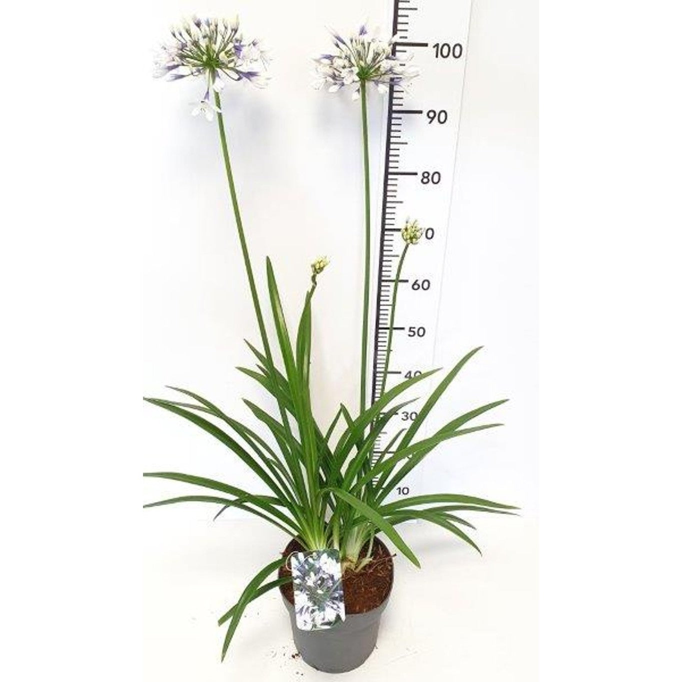 Afrikansk blåstjärna – Agapanthus Twister - C5