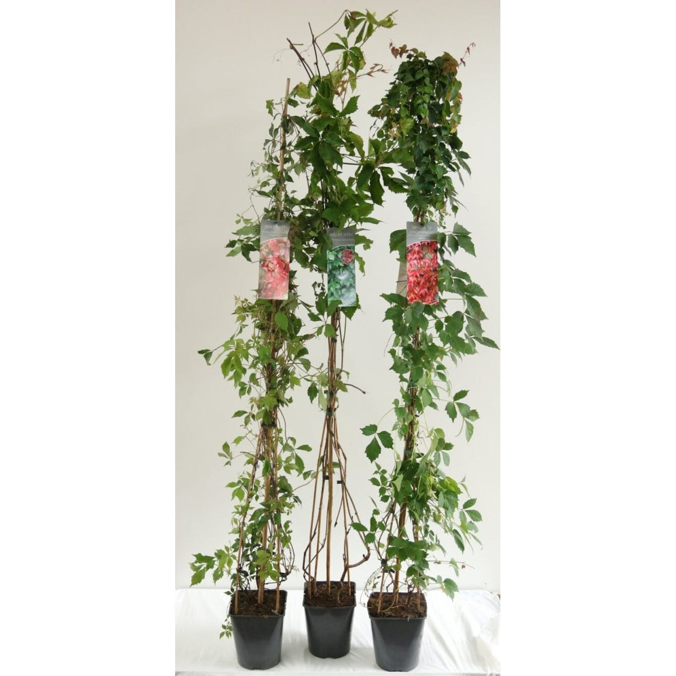 Klättervildvin – Parthenocissus tricuspidata 'Veitchii' - C5 125-175 CM Stick