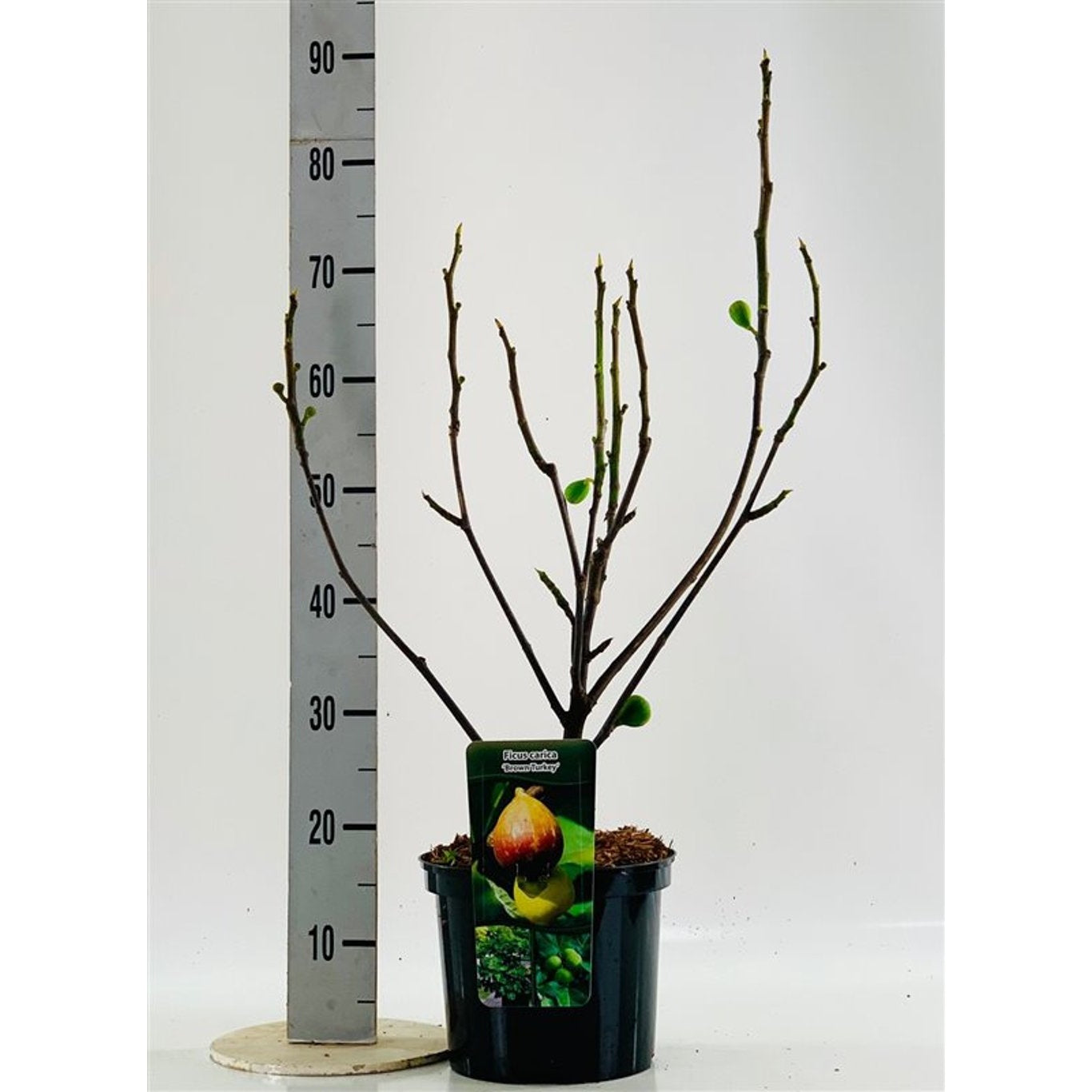Fikon – Ficus carica 'Brown Turkey' - C5 40/+ CM