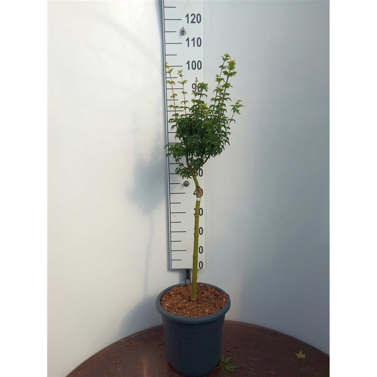 Japansk lönn – Acer pal. 'Shishigashira' - 50 CM Stem C15