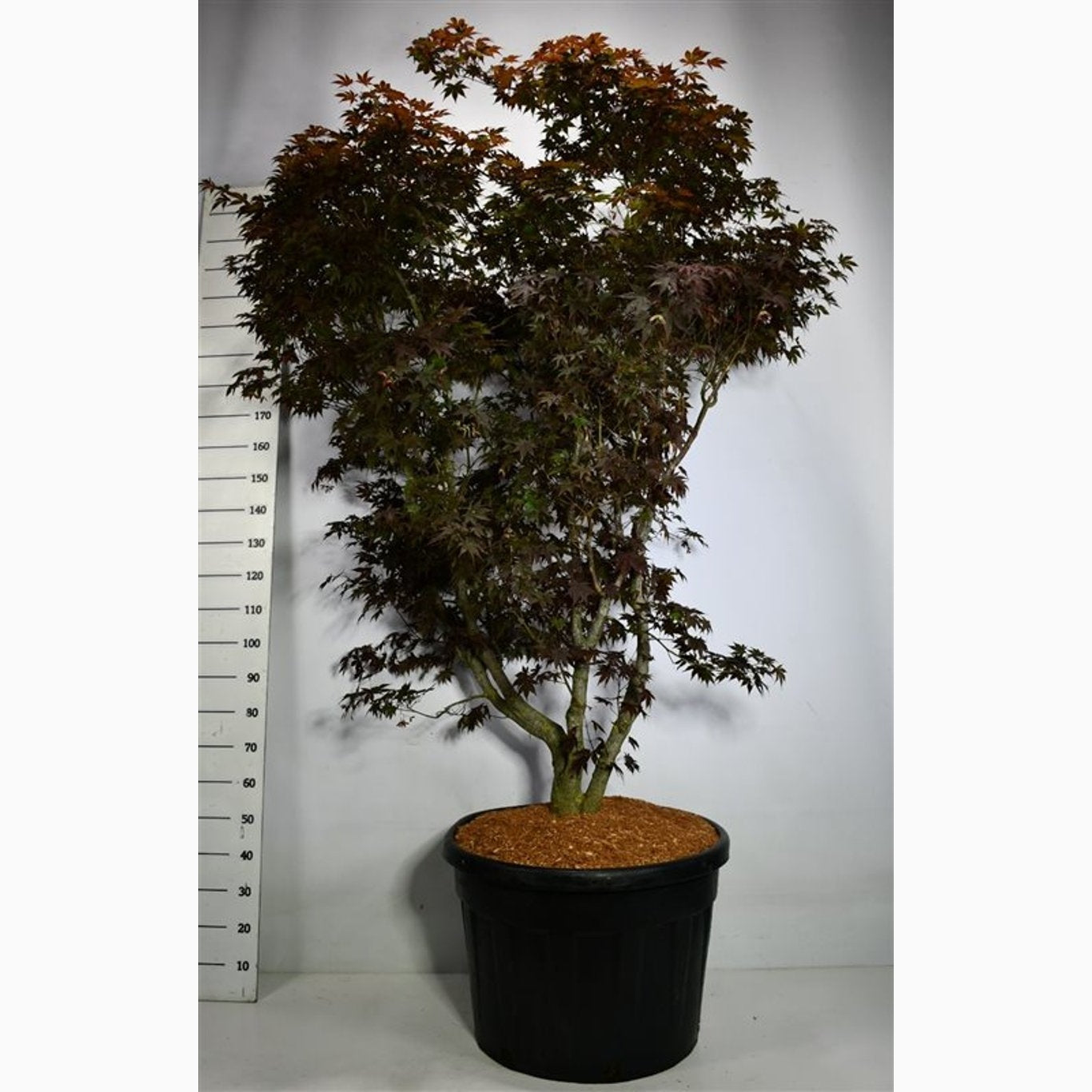 Japansk lönn – Acer pal. 'Fireglow' - C150 225-250 CM